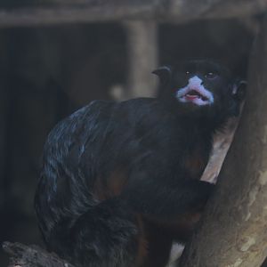 Suraloka Interactive Zoo - Thomas' moustached tamarin (Saguinus labiatus thomasi)