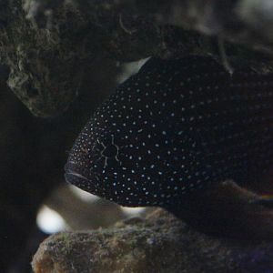 Suraloka Interactive Zoo - Marine betta (Calloplesiops altivelis)