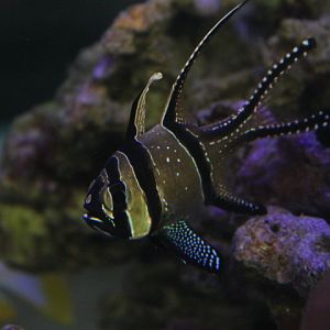 Suraloka Interactive Zoo - Banggai cardinalfish (Pterapogon kauderni)