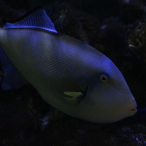 Suraloka Interactive Zoo - Pinktail triggerfish (Melichthys vidua)