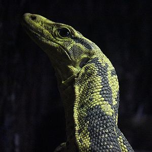 Suraloka Interactive Zoo - Yellow-headed water monitor (Varanus cumingi)