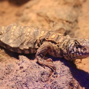 Suraloka Interactive Zoo - Rainbow uromastyx (Uromastyx ornata philbyi)