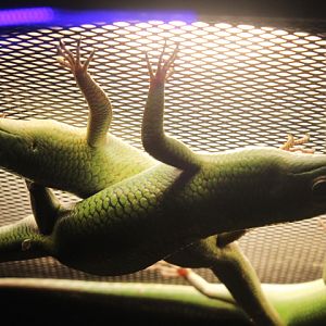 Suraloka Interactive Zoo - Emerald tree skink (Lamprolepis smaragdina)