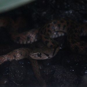 Suraloka Interactive Zoo - Javanese keelback water snake (Fowlea melanzosta)