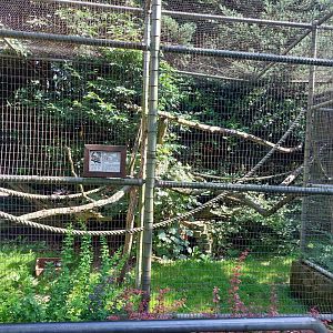 Avairy with Lady Amherst's pheasant, and african collared dove