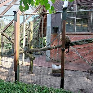 Outdoor exhibit for tuffted capuchin monkeys