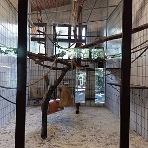 First indoor exhibit for tuffted capuchin monkeys