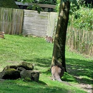 Red-necked wallaby exhibit