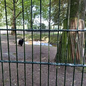 Exhibit for Valais Blackneck goat, donestecated donkeys, emden geese and indian runner duck