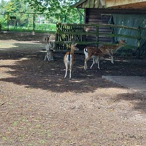 Enclosure for common fallow deer, bronze turkeyd and multible chicken breeds