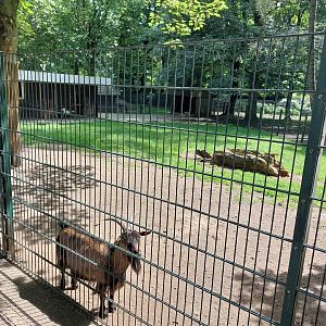 Enclosure for west african dwarf goats