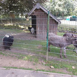 Exhibit for Valais Blackneck goat, donestecated donkeys, emden geese and indian runner duck