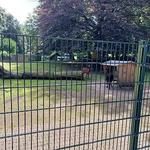 Enclosure for alpaka and Emden geese