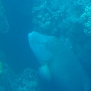 Humphead Wrasse