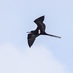 Lesser Frigatebird