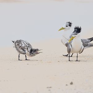 Great Crested Terns