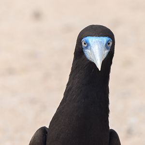 Brown Booby