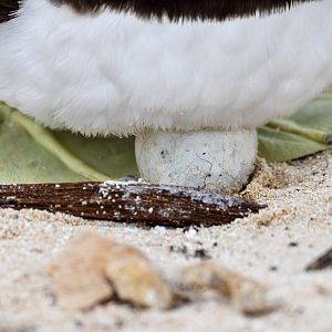 Hatching Brown Booby egg