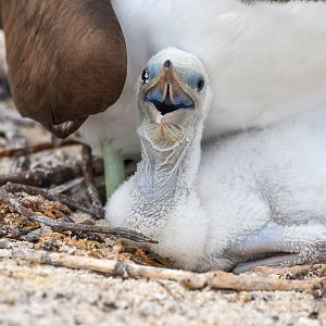 Brown Booby chick