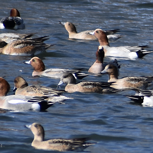 [CONFIRMATION NEEDED] Eurasian Wigeon and Possible American Wigeon ~ Karuizawa