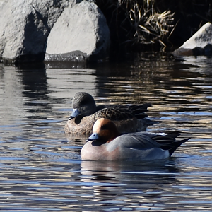 [CONFIRMATION NEEDED] Eurasian Wigeon and Possible American Wigeon ~ Karuizawa