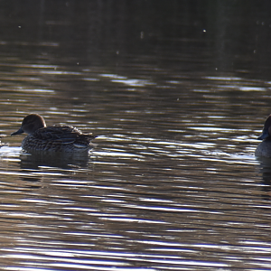 American Teal and Eurasian Teal ~ Futakotamagawa