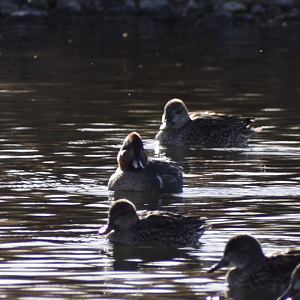 American Teal and Eurasian Teal ~ Futakotamagawa
