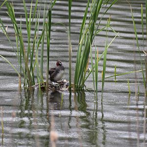 Little Grebe ~ Inokashira Park