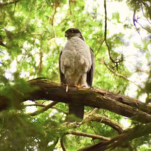Eurasian Goshawk ~ Inokashira Park