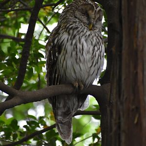 Ural Owl ~ Inokashira Park