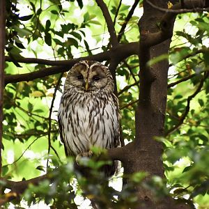 Ural Owl ~ Inokashira Park
