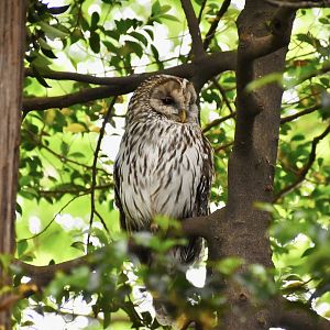 Ural Owl ~ Inokashira park