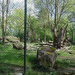 Wolverine enclosure