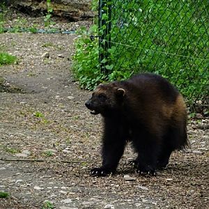European wolverine (Gulo gulo gulo)