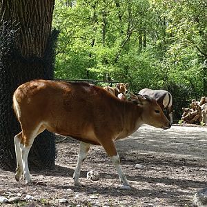 Javan banteng (Bos javanicus javanicus)