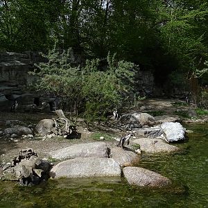 Humboldt penguin enclosure