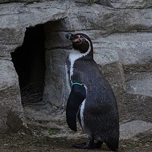 Humboldt penguin (Spheniscus humboldti)