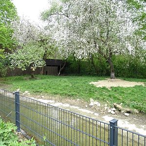 Maned wolf enclosure
