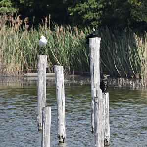 Black faced Spoonbill ~ Kasai Rinkai Bird Sanctuary