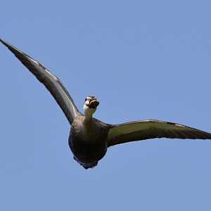 Eastern Spot Billed Duck ~ Kasai Rinkai Bird Sanctuary