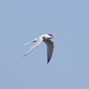 Little Tern ~ Kasai Rinkai Bird Sanctuary