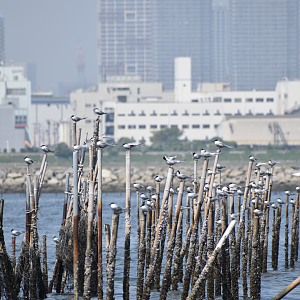 Common Tern ~ Kasai Rinkai Bird Sanctuary