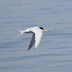 Little Tern ~ Kasai Rinkai Bird Sanctuary