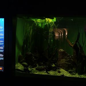 Haus der Natur Salzburg:  Tank for European freshwater fishes