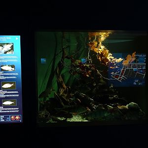 Haus der Natur Salzburg:  Tank for perch, tench, rudd and roach