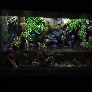 Haus der Natur Salzburg:   Tank for brown trout