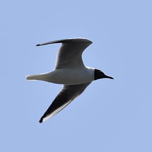 Black headed gull ~ Kasai Rinkai Bird Sanctuary