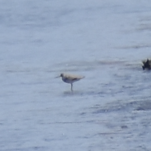 Terek Sandpiper ~ Kasai Rinkai Bird Sanctuary