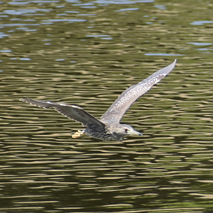 Black Crowned Night Heron ~ Kasai Rinkai Bird Sanctuary