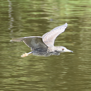 Black Crowned Night Heron ~ Kasai Rinkai Bird Sanctuary